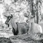 Le Moulin D'ande Bed & Breakfast Ande